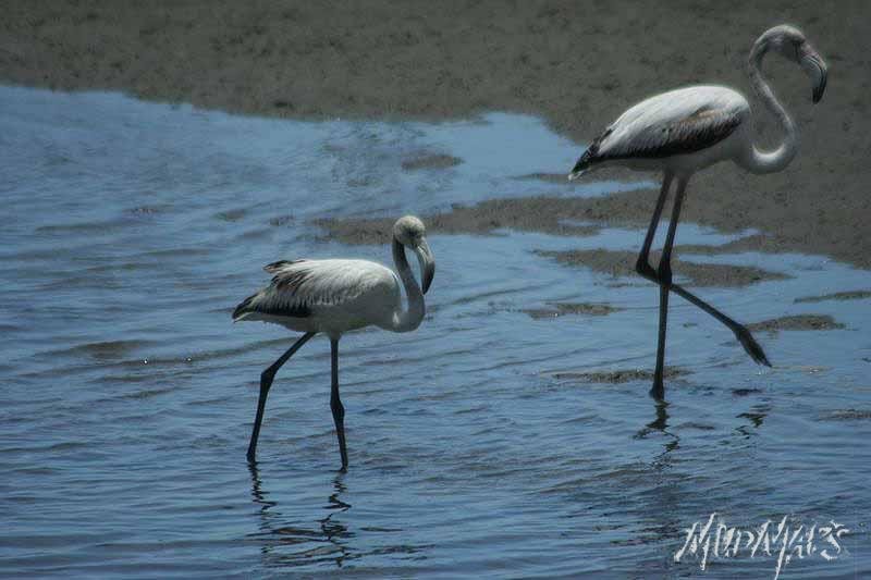 Mud Maps Africa Namibia 0422